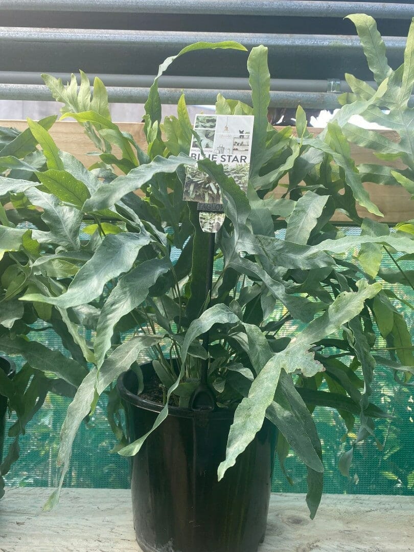 Phlebodium 'Blue Star Fern' 6" Pot