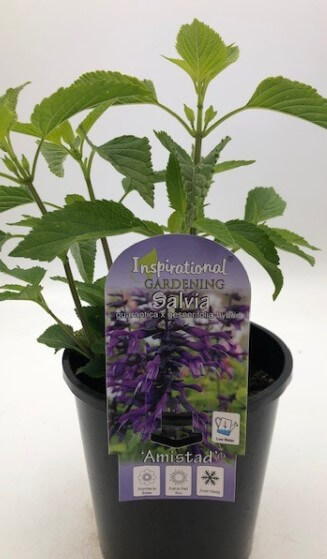 Salvia 'Amistad' Sage 6" Pot