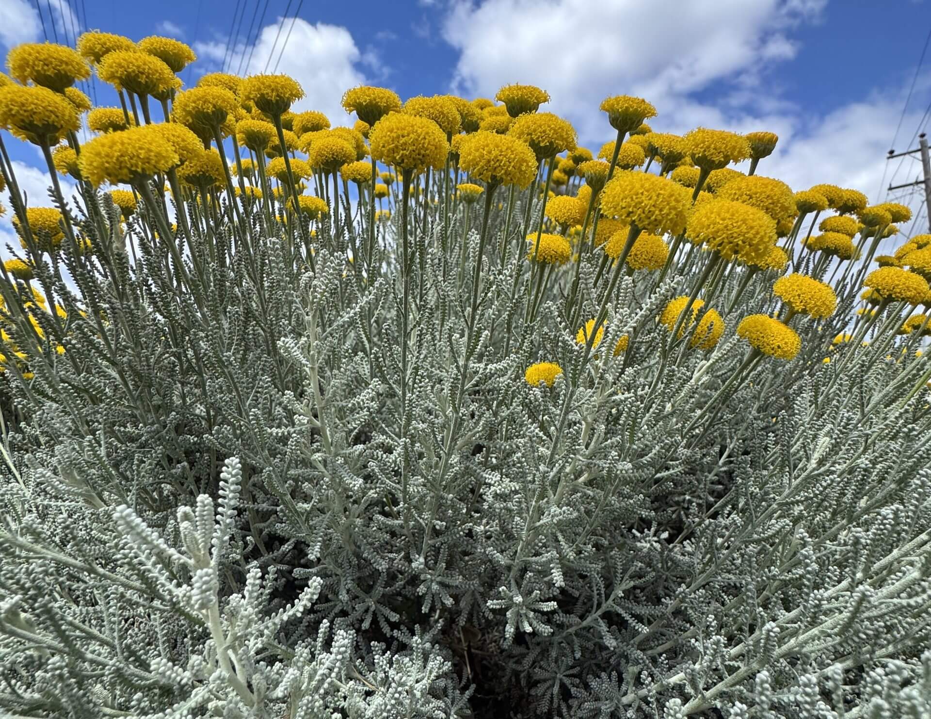 Santolina 'Cotton Lavender'