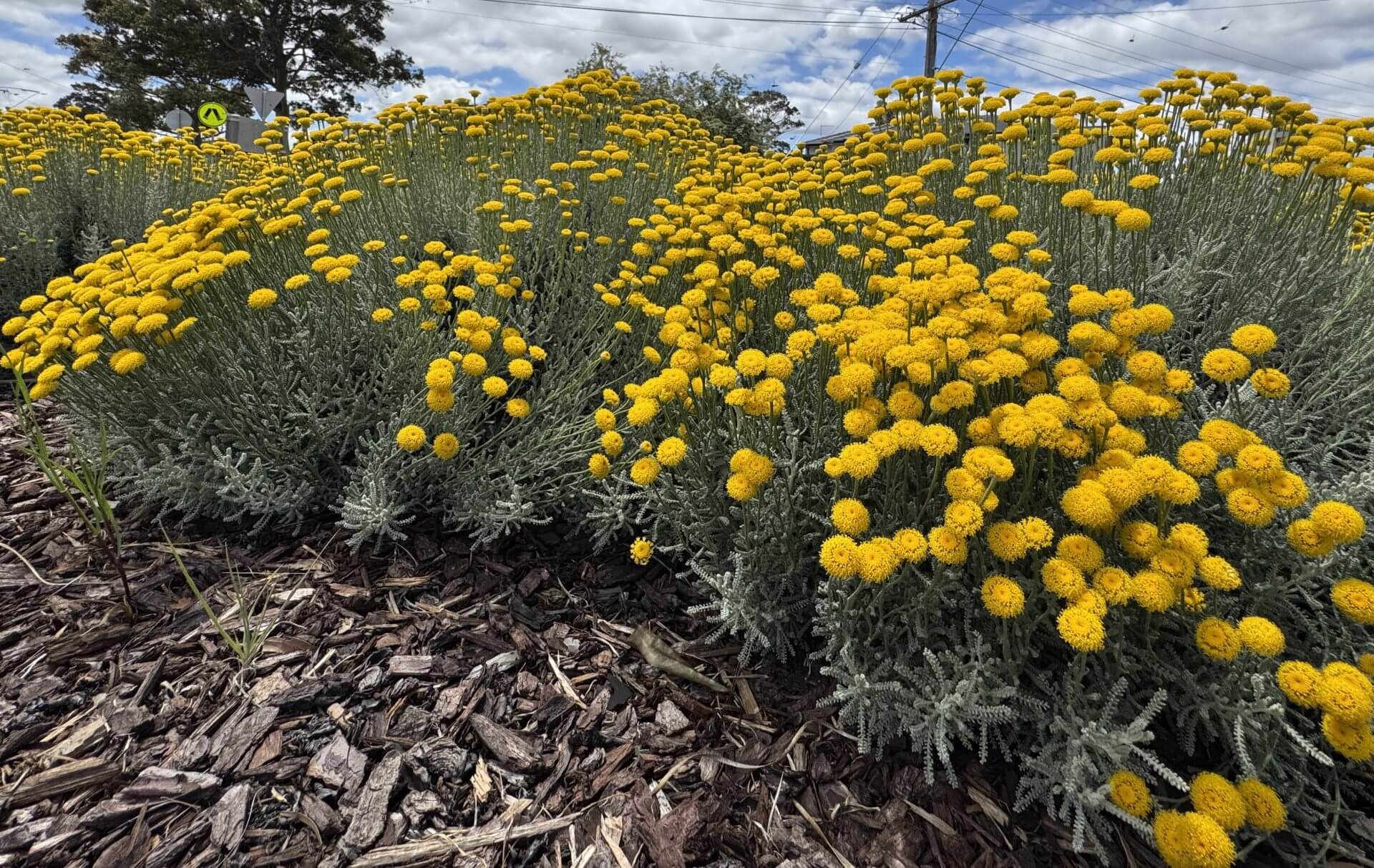 Santolina 'Cotton Lavender'