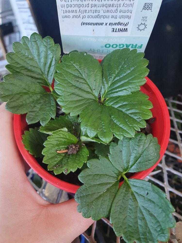 A hand holds a red 4'' pot containing a green strawberry plant, specifically the Strawberry 'Fragoo Pink' 4'' Pot. The top of the plant has a label with care information.