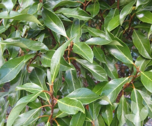 Close-up image of a dense arrangement of green, glossy leaves on a Viburnum 'Awabuki' plant. The leaves are elongated with a pointed tip, and some show reddish-brown stems.