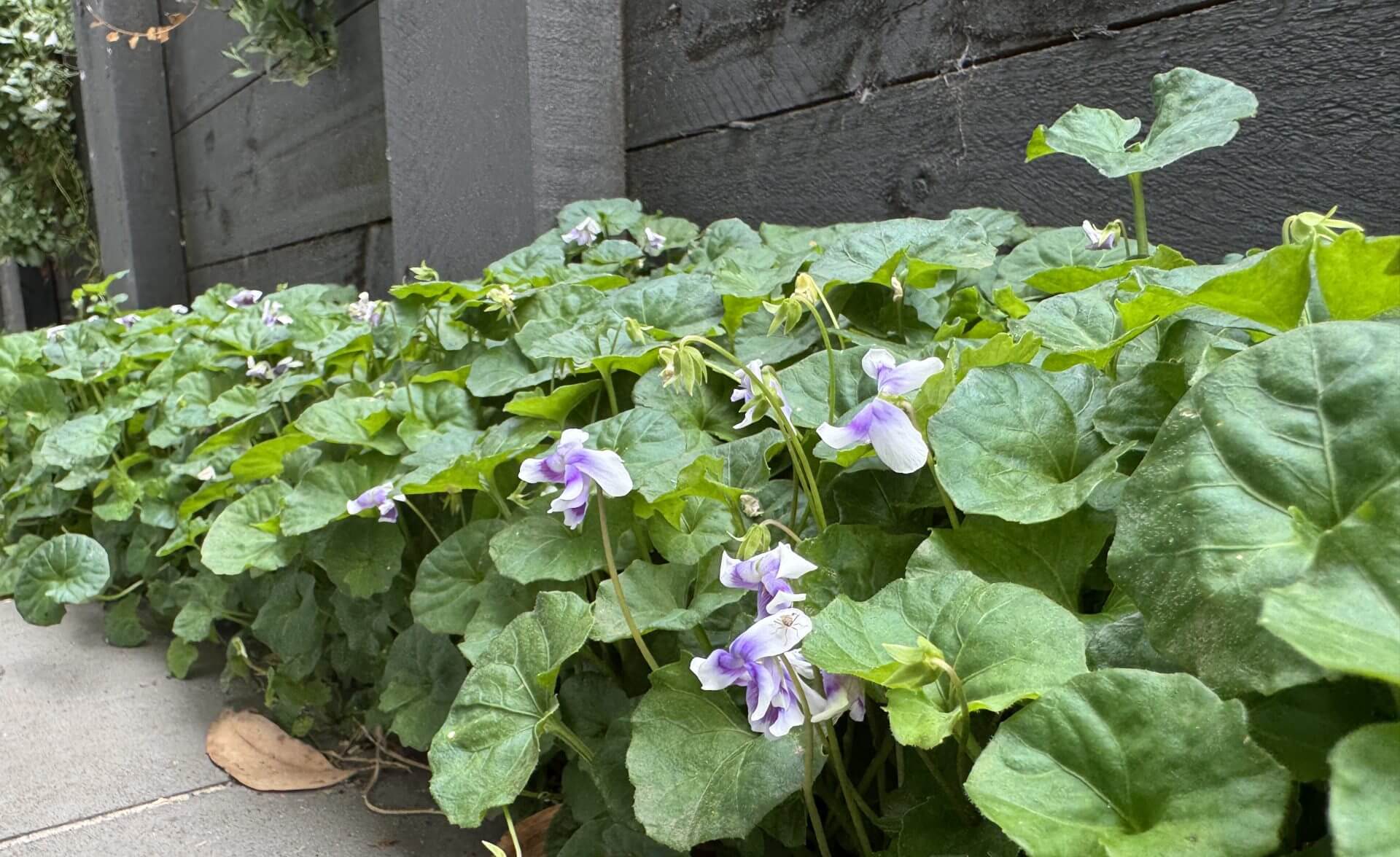 Cluster of purple and white violets with green leaves grow by a dark wooden fence beside a pavement, under the graceful branches of a Lagerstroemia 'Enduring Summer Red' Crape Myrtle 8" Pot.