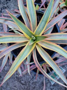 A top view of the Yucca 'Citrus Twist' in an 8" pot highlights long, pointed green leaves with yellow and pink edges, forming a circular pattern.