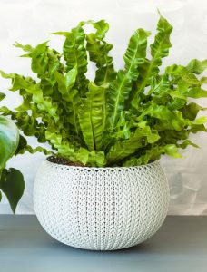 A green bird’s nest fern with wavy leaves grows in a round, textured white pot beside a Santolina 'Cotton Lavender' plant on a gray surface against a light background.