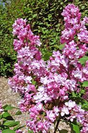 Lilac flowers in shades of pink and purple bloom in clusters on a Syringa 'Belle de Nancy' Lilac, set against a background of green foliage and a gravel-covered ground. The Syringa 'Belle de Nancy' Lilac variety adds an extra touch of elegance to the vibrant scene.