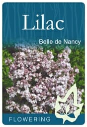 A plant tag for Syringa 'Belle de Nancy' Lilac, featuring an image of lilac blossoms with the text "Flowering" at the bottom.
