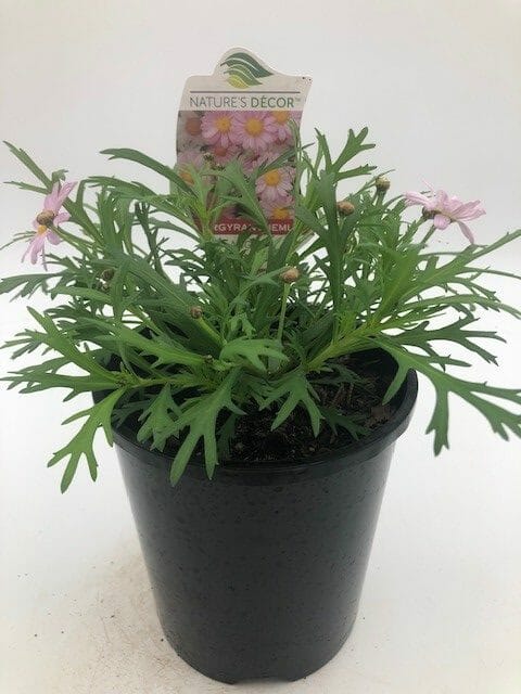 Argyranthemum 'Angelic™ Baby Pink' Daisy 6" Pot