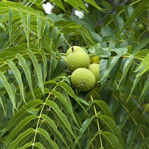 Juglans nigra 'Black Walnut' 10" Pot