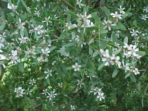 The Leptospermum 'Coastal Tea Tree' features green foliage accented by a multitude of small white flowers.