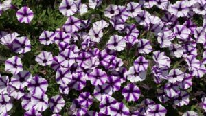 A vibrant mass of Petunia Supertunia® 'Violet Charm' in full bloom showcases a star pattern with purple and white hues, set against lush green leaves.
