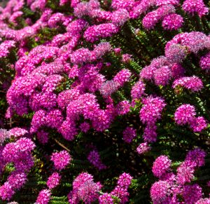 Pimelea 'Sunset Blush' Rice flower in a 7" pot features dense clusters of small, bright pink blossoms atop green foliage, creating a vibrant and lush display in natural sunlight.