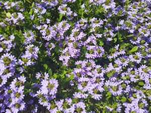 Scaevola Bondi™ 'Blue' in a 6" pot features dense clusters of small purple-blue flowers and green leaves, perfect for adding vibrant color to your garden.
