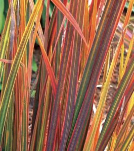 Close-up of vibrant grass blades from the Libertia 'Taupo Blaze' 7" Pot, showcasing hues of red, orange, green, and yellow.