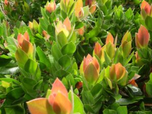 Close-up of vibrant green leaves with young red-tipped shoots from the Callistemon 'Red Rover™', clustered together in a lush, dense formation, ideal for display in a 6" pot.