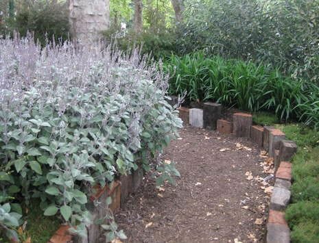 A narrow dirt path, bordered by tall, leafy plants on one side and lush green foliage on the other, is lined with small bricks. It winds gently into a dense, wooded area where Plectranthus argentea 'Silver Plectranthus' 6" Pot add a touch of silver to the verdant scene.