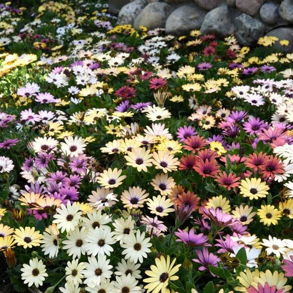 A vibrant field of Osteospermum 'Akila Canyon Mix' African Daisies in full bloom, showcasing a mix of striking shades in white, pink, and yellow, bordered by rocks.