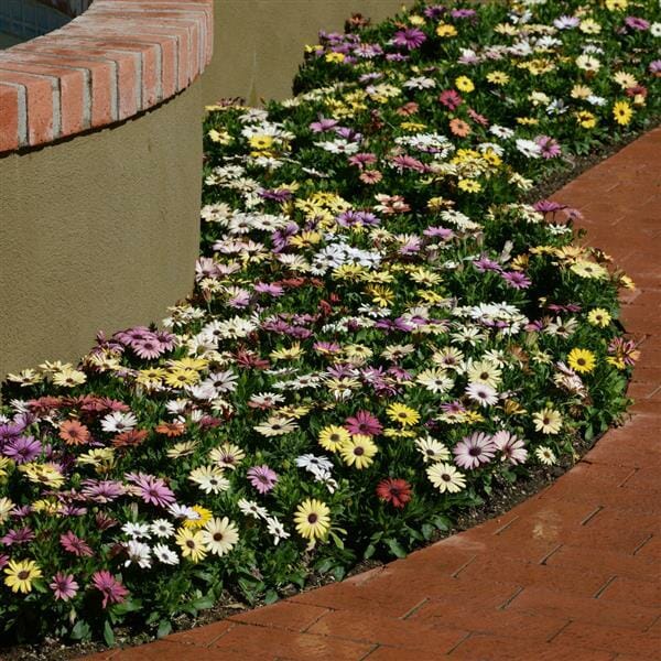 A curved garden bed filled with the vibrant colors of Osteospermum 'Akila Canyon Mix' African Daisy creates a stunning display next to the brick pathway.