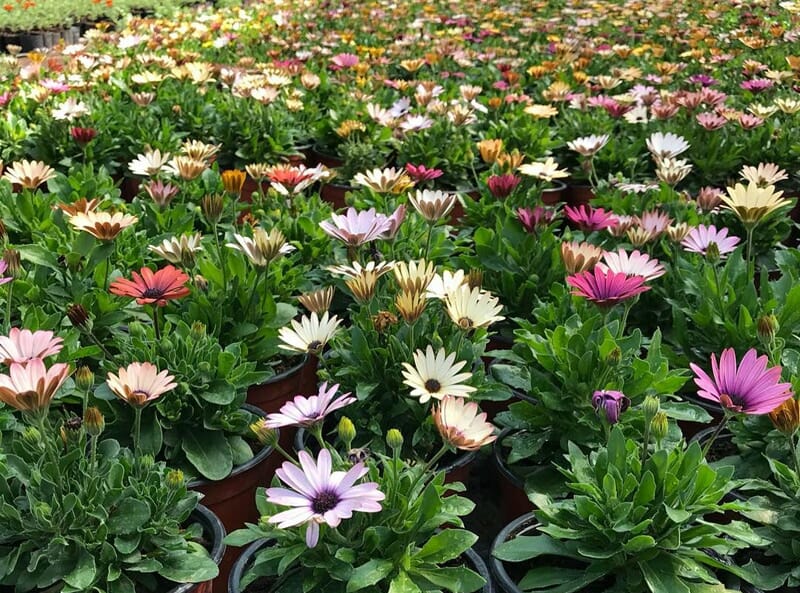 A field of Osteospermum 'Akila Canyon Mix' African Daisies, showcasing stunning shades of pink, purple, and white, blooms vibrantly with lush green foliage in natural light.