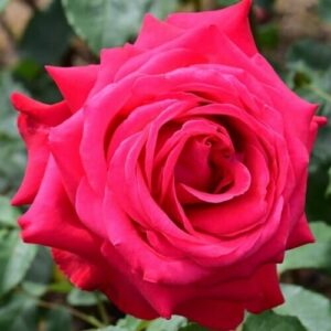 A close-up of a fully bloomed Rose 'Alec's Red®' 3ft Standard with visible petals and green leaves in the background.