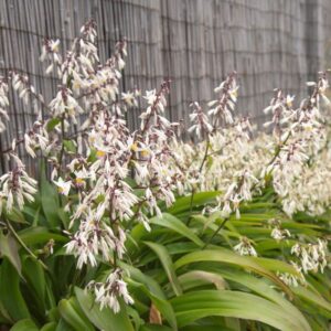 A cluster of white Arthropodium 'Te Puna' Rock Lily 6" Pot flowers with green leaves grows gracefully against the wooden fence backdrop of Te Puna.