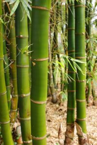 Close-up of multiple tall Bambusa stalks with green leaves in a dense grove. The bamboo is vibrant green with distinctive segmented joints. Ground is covered with dried bamboo leaves, resembling what you'd find when growing Bambusa 'Common Bamboo' 8" Pot.