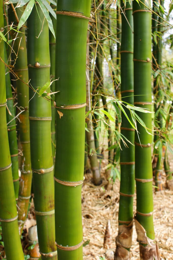 Close-up of multiple tall Bambusa stalks with green leaves in a dense grove. The bamboo is vibrant green with distinctive segmented joints. Ground is covered with dried bamboo leaves, resembling what you'd find when growing Bambusa 'Common Bamboo' 8" Pot.