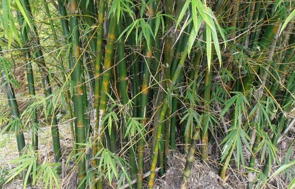 A dense cluster of Bambusa 'Common Bamboo' in an 8" pot, with long, narrow leaves growing in various directions.