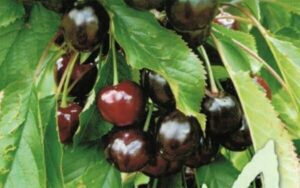 Close-up of a cluster of dark red Prunus 'Black Boy' Cherry 10" Pot hanging on a branch, surrounded by green leaves.