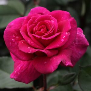Close-up of a vibrant pink Rose 'Blackberry Nip' 3ft Standard, with water droplets on its petals, surrounded by green leaves.