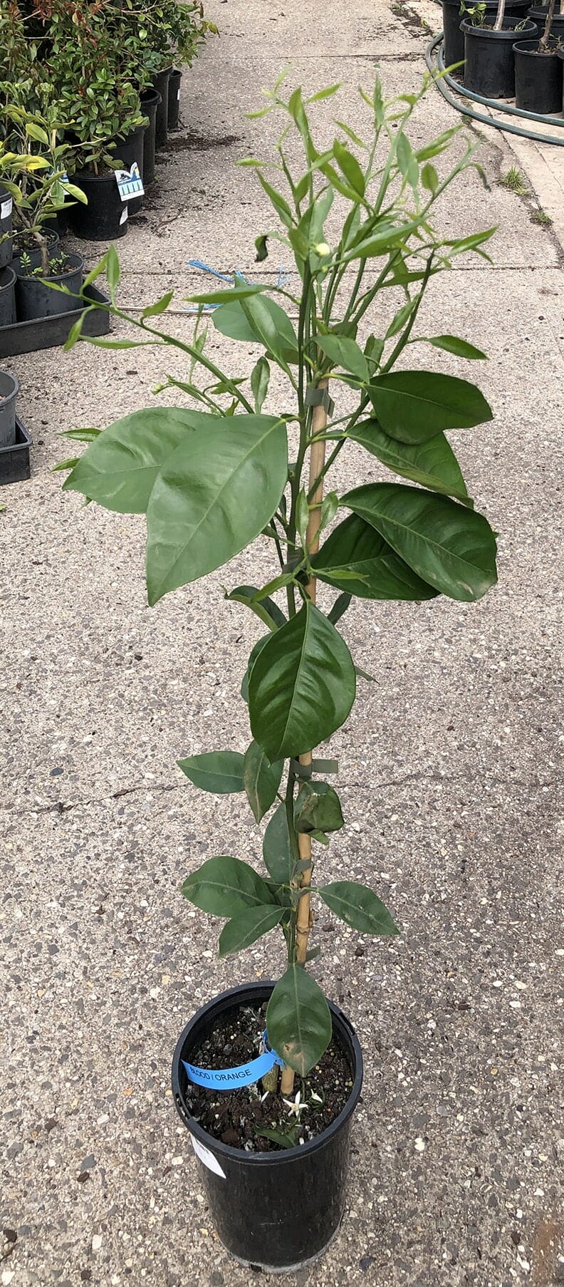 A 4L Citrus Orange Tree 'Blood Orange' with a tall, slender stem and several green leaves, placed on a concrete surface outdoors, surrounded by other potted plants.