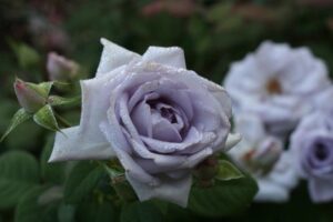 Close-up of a blooming 'Blue Bijou' Rose Bush Form with water droplets on its petals. The background features blurred similar flowers and green foliage, showcasing the bush form in all its elegance.