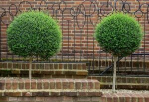 Two round Buxus 'English Box' (Standard) shrubs in 20" pots are placed on tiered brick steps in front of a brick wall and a decorative metal fence.