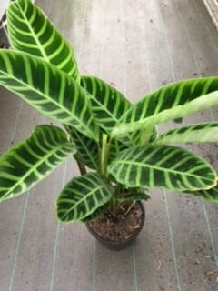 Calathea 'Zebrina' 8" Pot