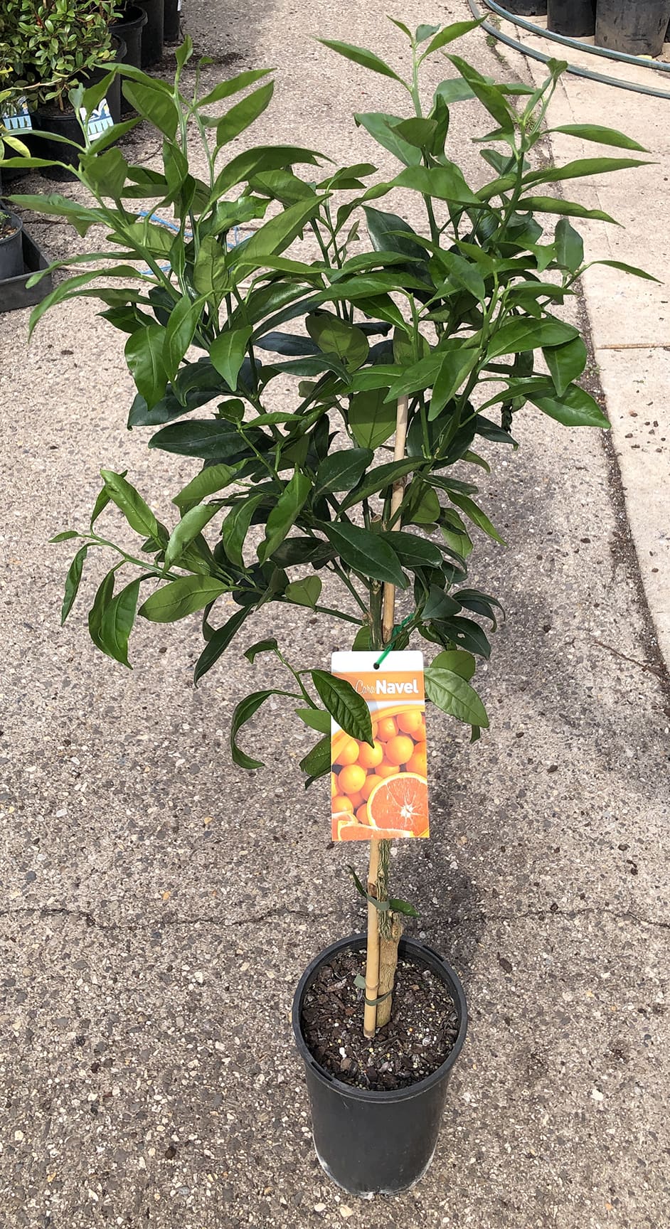 A small potted Citrus Orange 'Cara Cara Navel' 4L with a label displaying an image of oranges and the words "Cara Cara Navel" rests on a sunny concrete surface, promising sweet delights.