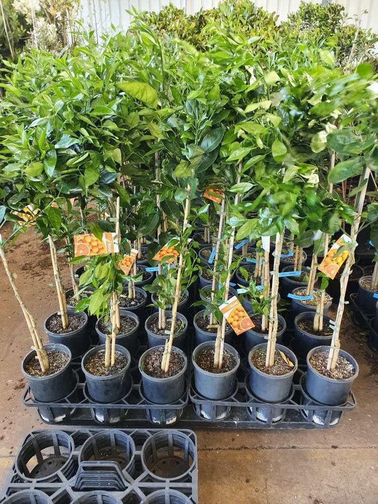 A display of potted citrus trees in a nursery, featuring vibrant Cara Cara Navel oranges, with labels attached to some branches. The pots are arranged neatly on plastic trays, showcasing the Citrus Orange 'Cara Cara Navel' 4L variety.