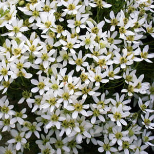 A dense cluster of small white Clematis 'Perfection' flowers with green centers, displaying numerous petals, fills the 6" pot to perfection.