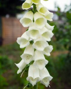 A tall stalk of Digitalis, or white foxgloves, with bell-shaped blossoms arranged in a vertical cluster, stands against a blurred garden background. Now available as Digitalis 'White Foxgloves' 3'' Pot.