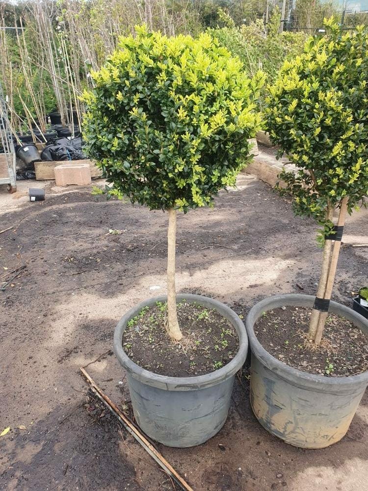 Two potted, round-shaped Buxus 'English Box' (Standard) 20" pots sit on a dirt surface in a nursery, surrounded by other plants and gardening supplies.