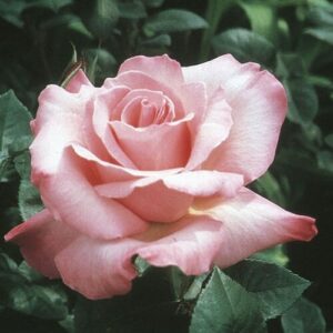 A light pink Rose 'First Prize' in full bloom, surrounded by dark green foliage.