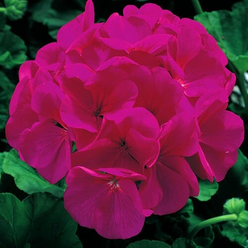 A Geranium 'Maverick™ Violet' 4" Pot boasts a cluster of vibrant pink flowers surrounded by lush green leaves.