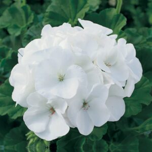 Close-up of a cluster of Geranium 'Maverick™ White' 4" Pot flowers, with green leaves in the background.