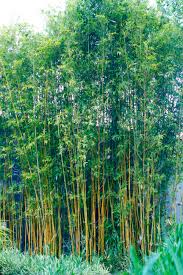A dense cluster of Bambusa 'Goldstripe' Bamboo stalks with vibrant green foliage, standing against a neutral background.