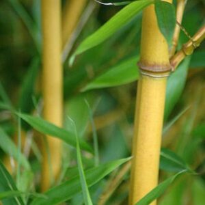 Close-up of yellow Bambusa 'Goldstripe' Bamboo 8" Pot stalks with green leaves in a natural outdoor setting.