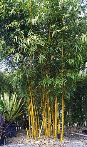Cluster of tall, yellow-stemmed Bambusa 'Goldstripe' Bamboo 8" Pot with green leaves, surrounded by mulch and other greenery.