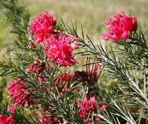 Close-up of a Grevillea 'Crimson Villea™' 6" Pot with bright pink blooms and long, slender green leaves in an outdoor setting.