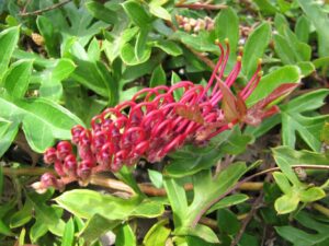 Close-up of vibrant red tubular flowers on a Grevillea 'GaudiChaudii' 8" Pot, surrounded by green leaves.