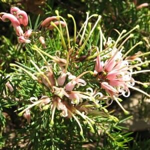 Close-up of a Grevillea 'Pink Pearl' 6" Pot, showcasing numerous delicate Pink Pearl flowers with thin, spiky petals and narrow leaves.