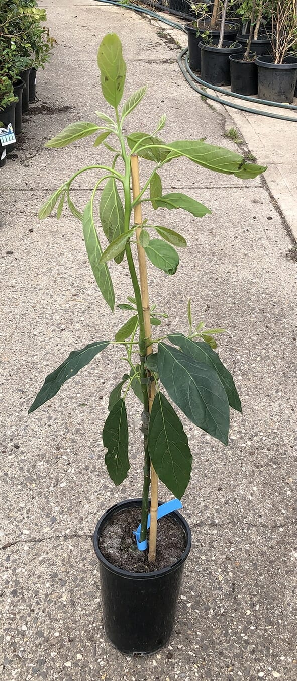 A young Persea 'Hass' Avocado 5L Pot in a black plastic 5L pot with a wooden stake for support is situated on a concrete surface, surrounded by other potted plants.