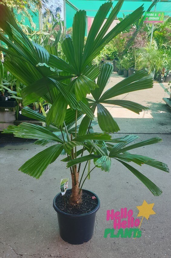 Licuala 'Australian Fan Palm' 12" Pot